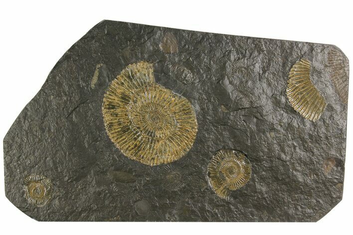 Dactylioceras Ammonite Cluster - Posidonia Shale, Germany #180358